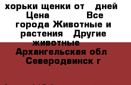 хорьки щенки от 35дней › Цена ­ 4 000 - Все города Животные и растения » Другие животные   . Архангельская обл.,Северодвинск г.